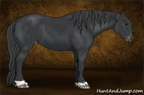 Horse Color:Black Appaloosa