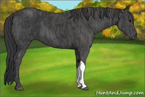 Horse Color:Black Brindle