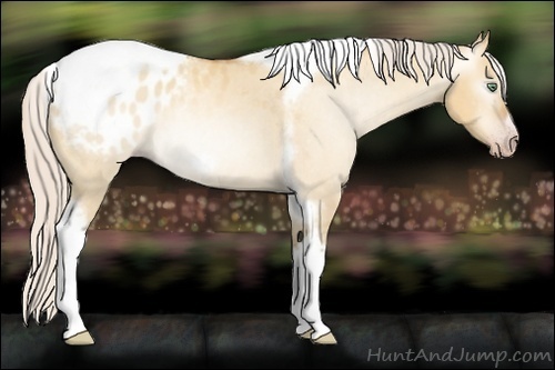 Horse Color:Unknown 