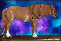 Horse Color:White Spotted Chestnut 
