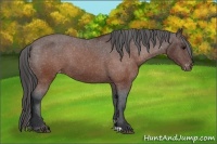 Horse Color:Brown Appaloosa 
