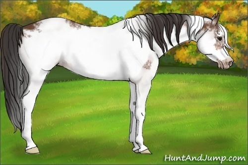 Horse Color:White Spotted Bay Frame Blanket 