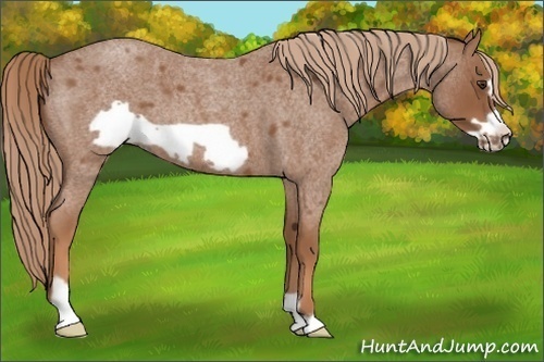 Horse Color:Red Roan Frame