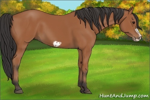 Horse Color:Bay Frame