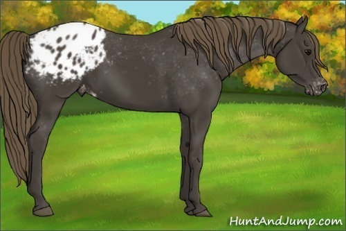 Horse Color:Smoky Black Blanket Rabicano