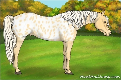 Horse Color:Palomino Roan Blanket 
