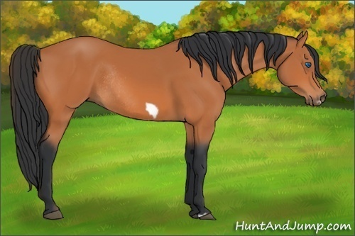 Horse Color:Bay Frame Rabicano