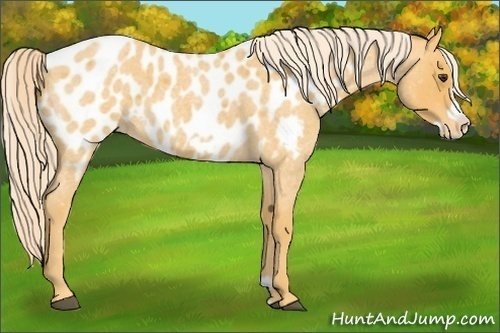 Horse Color:Palomino Roan Frame Blanket 