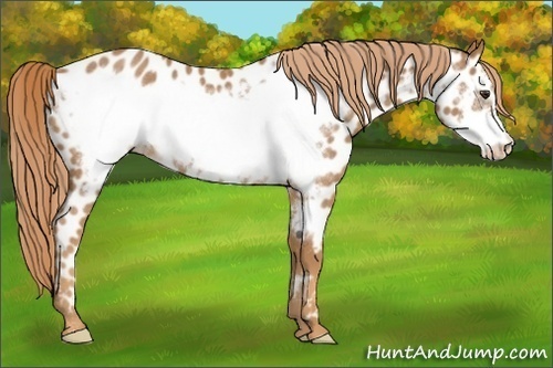 Horse Color:Red Roan Frame Near Leopard Rabicano 