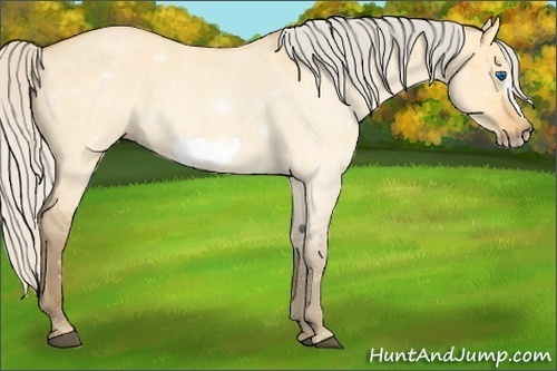 Horse Color: Silver Buckskin Roan Dun Frame 