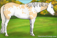 Horse Color:White Spotted Palomino Dun Splash