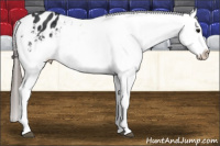 Horse Color:Brown Sabino Appaloosa