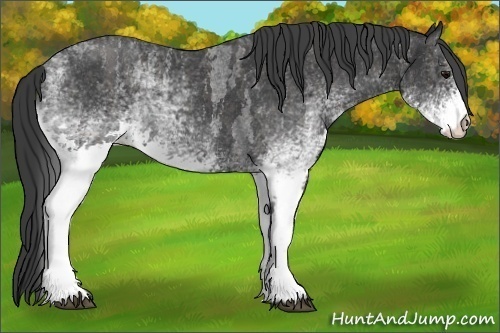 Horse Color:White Spotted Blue Roan Rabicano  Brindle