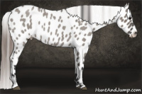 Horse Color:Grullo Roan Near Leopard 
