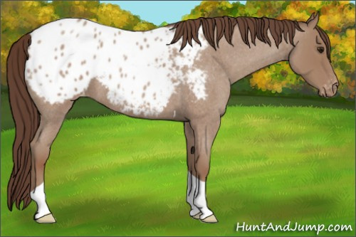 Horse Color: Classic Champagne Roan Tobiano Blanket 