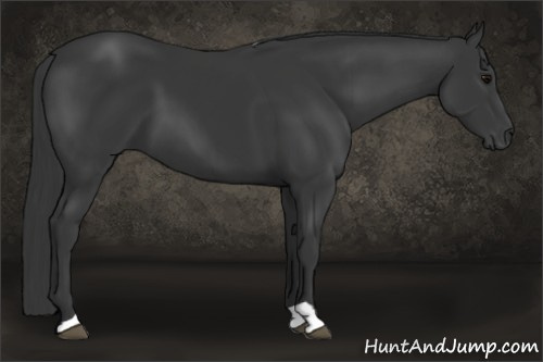 Horse Color: Brown 