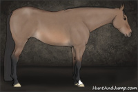 Horse Color:Brown Roan Dun 
