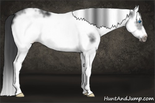 Horse Color: White Spotted Black Splash Frame 