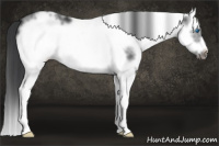 Horse Color:White Spotted Black Splash Frame 