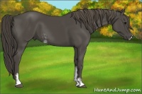 Horse Color:Smoky Black Sabino 