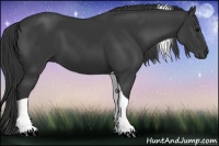 Horse Color:Black Tobiano 
