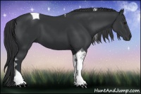 Horse Color:Black Tobiano 