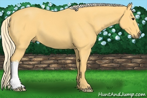 Horse Color:Unknown 