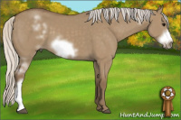 Horse Color:White Spotted Silver Buckskin Dun Frame 