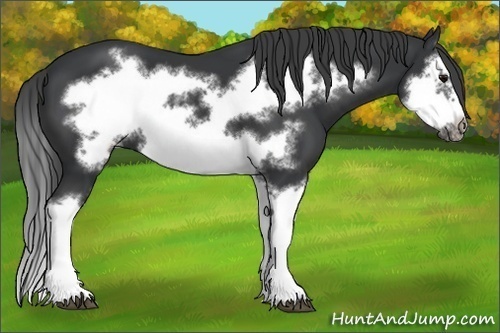 Horse Color:Black Splash Frame 