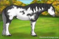 Horse Color:Black Splash Frame