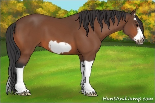 Horse Color:Bay Splash Frame 