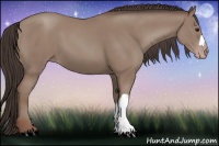 Horse Color:Classic Champagne 