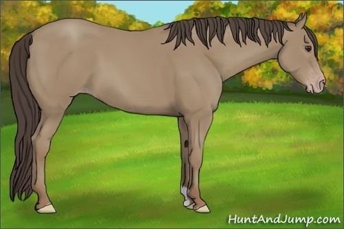 Horse Color:Classic Champagne 