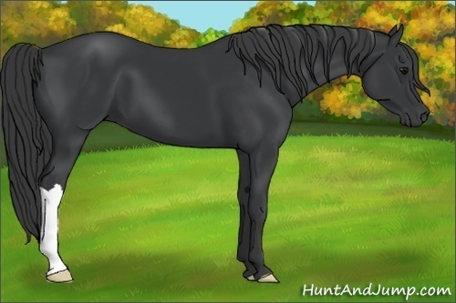 Horse Color:Black 