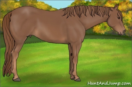 Horse Color: Chestnut 