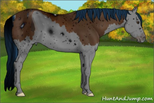 Horse Color: ERROR: UNKNOWN ANOMALY