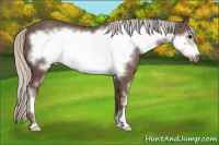 Horse Color:Silver Brown Sabino Frame