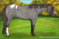 Horse Color:Smoky Blue Roan Blanket 
