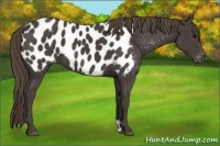 Horse Color:Smoky Black Appaloosa