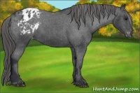 Horse Color:Black Blanket 
