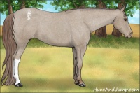 Horse Color:Classic Champagne Snowcap
