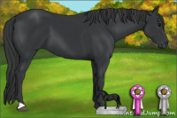 Horse Color:Black 
