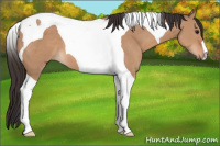 Horse Color:Bay Dun Tobiano