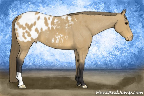 Horse Color:Buckskin Blanket 