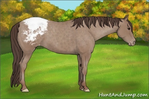 Horse Color:Classic Champagne Appaloosa 