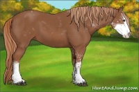 Horse Color:Chestnut Sabino 