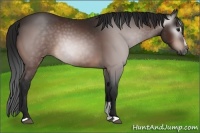 Horse Color:Gray Bay Sabino