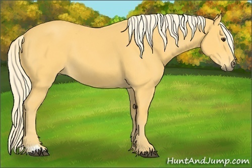 Horse Color:Palomino Sabino 