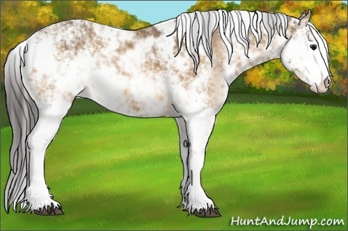 Horse Color: Buckskin Sabino 
