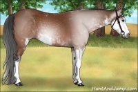 Horse Color:Gray Bay Sabino 